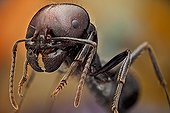 Macro of the head of a soldier ant  ; Soldier ants are easily identified because of their bigger heads and powerful mandibles