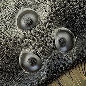 Macro of a German wasp ocellus ; Macrophotographie d'une ocelle d'une Guêpe germanique