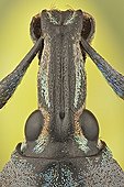Macro of the head of a weevil ; These weevils are among the most colorfull ones in the world, the colour may serve as a warning to predators that they do not taste very well