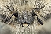 Front view of a flower beetle