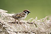 Tree Sparrow perched on a branch at spring Greece