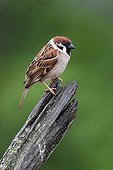 Tree Sparrow perched on a post at spring Greece