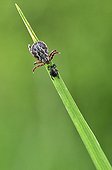 Ticks on a blade of grass Prairie du Fouzon France 