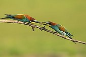 European bee-eater in a courtship display Hungry