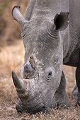 Red-billed oxpecker on a white rhinoceros South Africa