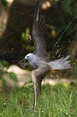 Common noddy tern caught in a spider web Seychelles