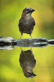 Eurasian Jay and its reflection Hungry
