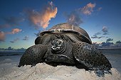 Giant tortoise on beach Seychelles