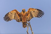 Tawny eagle stretching on a branch Kgalagadi 