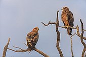 Tawny Eagles couple on a branch Kgalagadi 