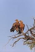 Tawny Eagles couple on a branch Kgalagadi South Africa