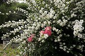 Mockorange and rose-tree in bloom in a garden