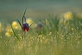 Common Fritillary flowers Aubrac France