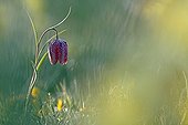 Common Fritillary flowers Aubrac France