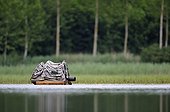 Affût photographique flottant sur un étang La Dombes France