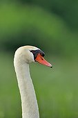 Portrait of Mute Swan Dombes France 