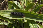 Glanville Fritillary caterpillar on a leafDenmark