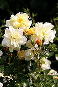 Rose-tree 'Celina' in bloom in a garden