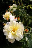 Rose-tree 'Celina' in bloom in a garden