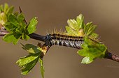 Black-veined White caterpillar on a twig at spring Denmark