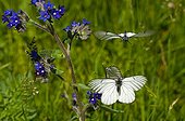Black-veined White courtship behaviour at spring Denmark