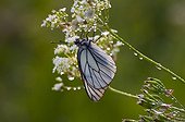 Black-veined White with dew at dawn Denmark