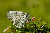 Black-veined White feeding on Common Cotoneaster Denmark