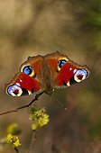 Peacock butterfly on a twig Denmark