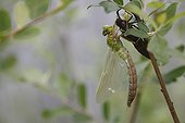 Emperor Dragonfly leaving his exuvia during moulting France 
