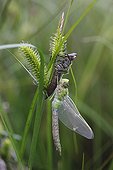 Emperor Dragonfly leaving his exuvia during moulting France 