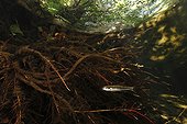 Minnows and roots Alder Massane river Massif Albères France