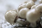 Porcelain Mushroom on bark Massif Albères Pyrenees France