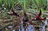 Red Swamp Crayfish on water Prairie Fouzon France