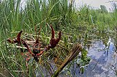 Red Swamp Crayfish on water Prairie Fouzon France