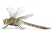Lesser Emperor Dragonfly profile on white background