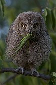 Young Common Scops-owl eating a Bush-cricket France