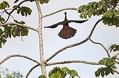 Crested Guan La Selva Costa Rica