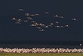 Lesser Flamingos on Lake Nakuru Kenya