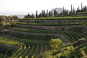 Dentelles de Montmirail Vineyard Provence France 