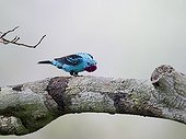 Plum-throated Cotinga Norther Amazon River Basin Peru