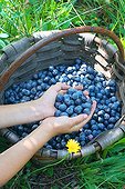 Harvest of blueberries