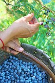 Harvest of blueberries