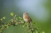 Dunnock in song in spring Norfolk UK