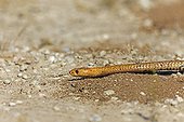 Cape Cobra on the floor of the Kalahari Desert in RSA 