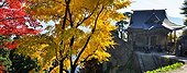 Yamadera temple garden in autumn  Japon