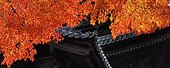 Nanzen-ji temple roof and maples in autumn  Japon