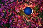 Maple leaves in Shozan garden in autumn  Japon