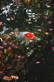 Koi in a garden pound in autumn  Japon
