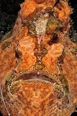 Portrait of Commerson's Frogfish Bali Indian Ocean