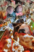 Portrait of Peacock Mantis Shrimp Bali Indian Ocean 
